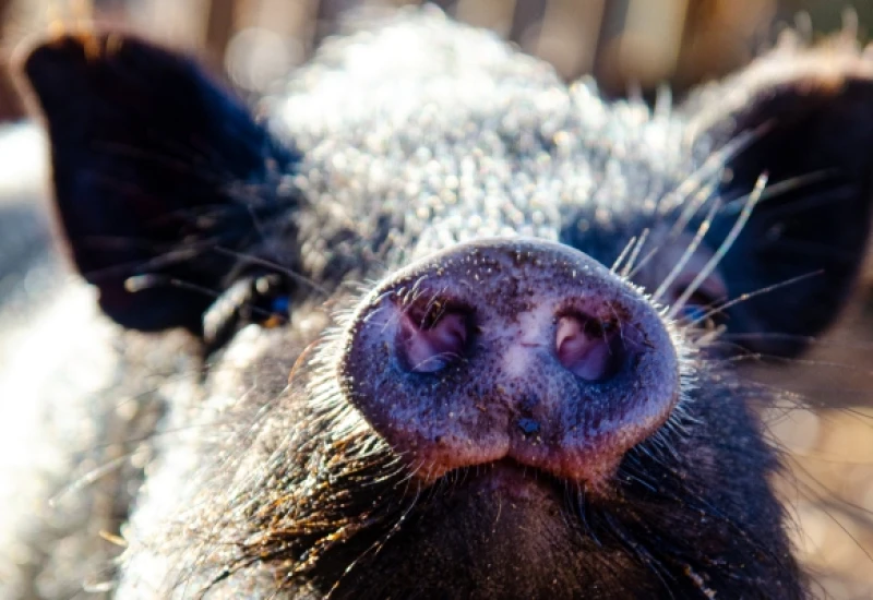 PIGGELDY ist Chef im Schweinestall